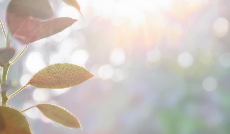 Firefly 窓から光がさしている　朝 38619